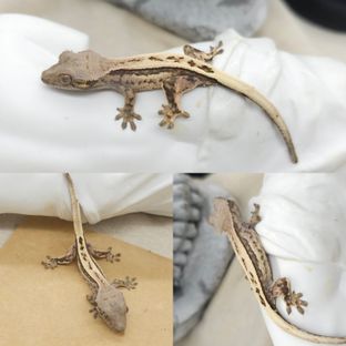 세이블