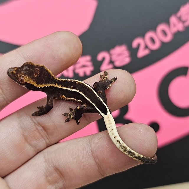 엠티백