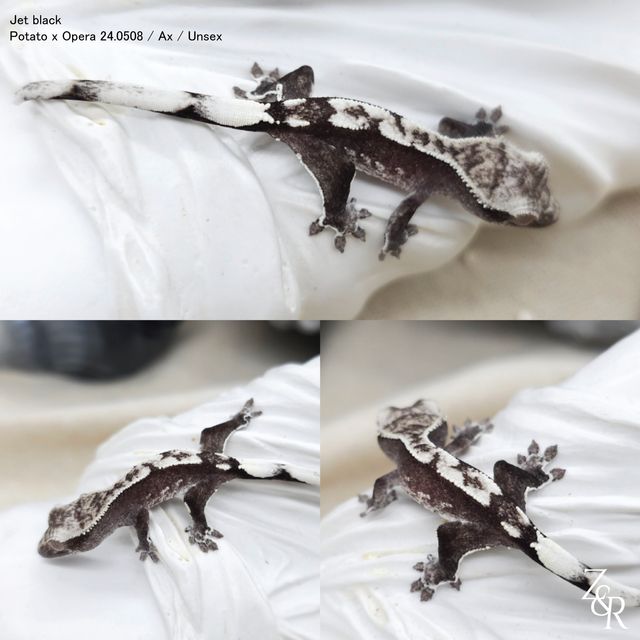 아잔틱