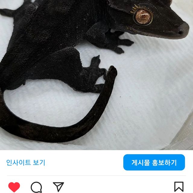 프라푸치노 팬텀 챠콜