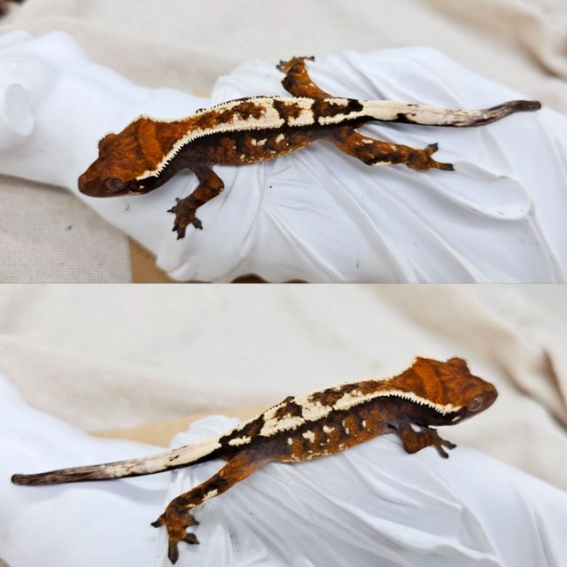세이블
