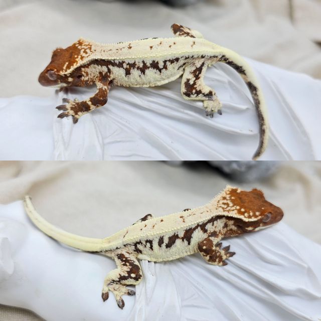 세이블 릴리화이트 릴리 세이블