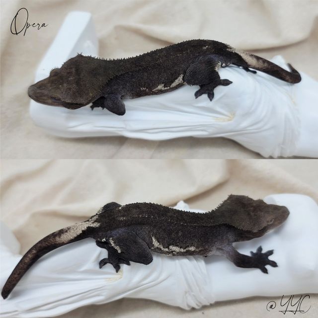 아잔틱
