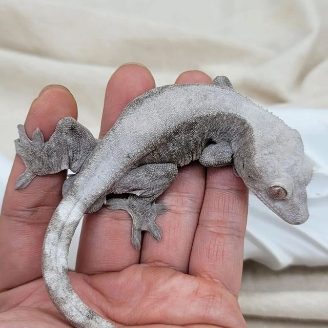 세이블