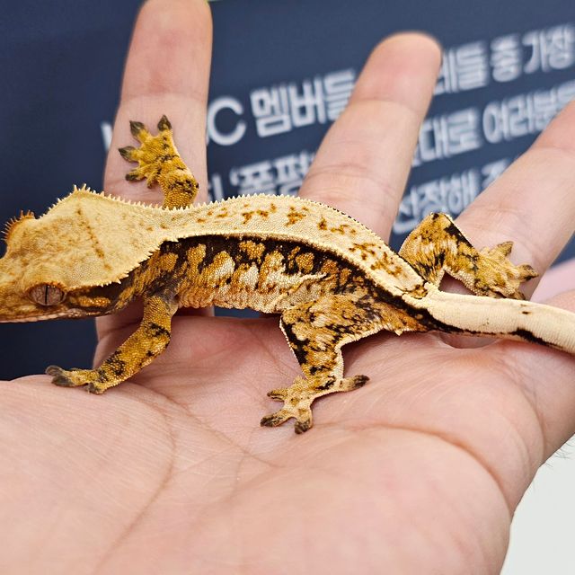 트라이 젠젝스 에밀리