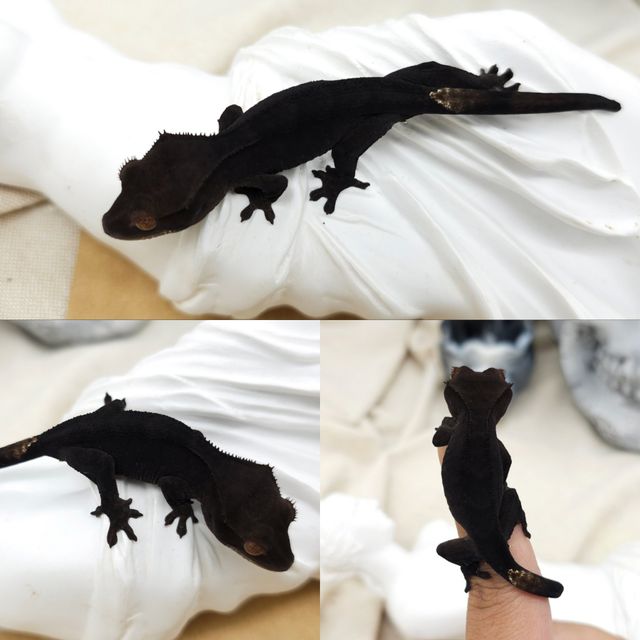 챠콜