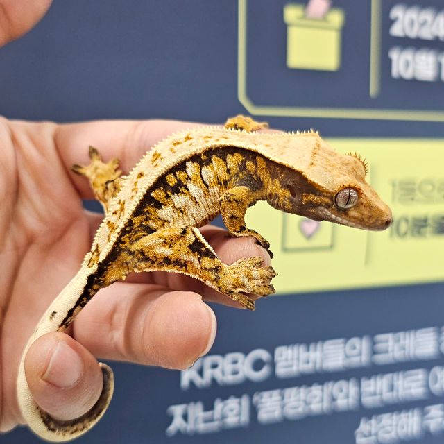 트라이 젠젝스 에밀리