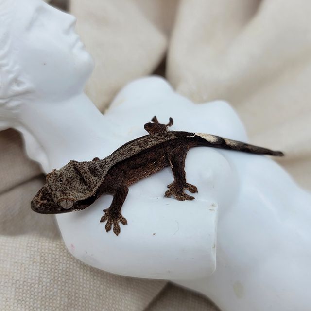 챠콜