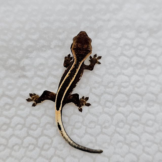 블랙 엠티백