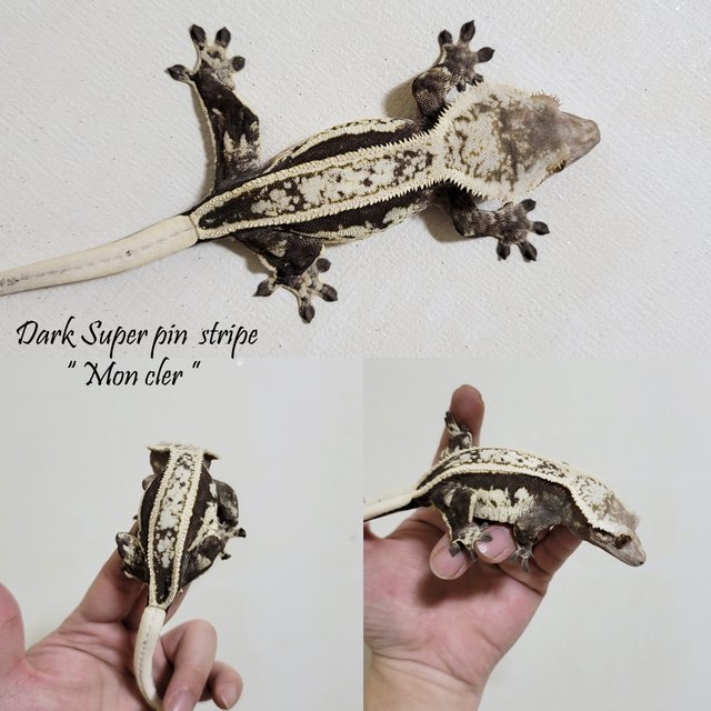 노멀 풀핀 핀스트라이프