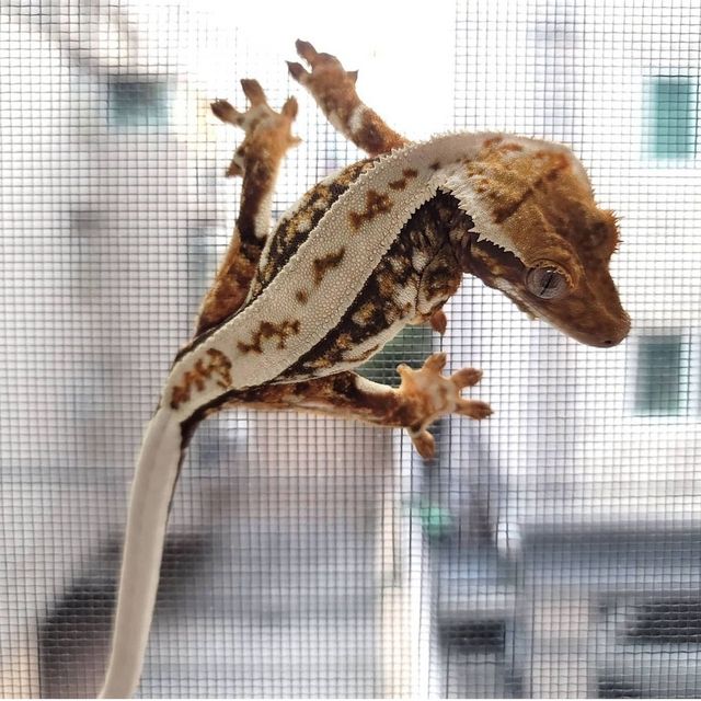 세이블