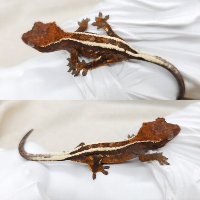 세이블