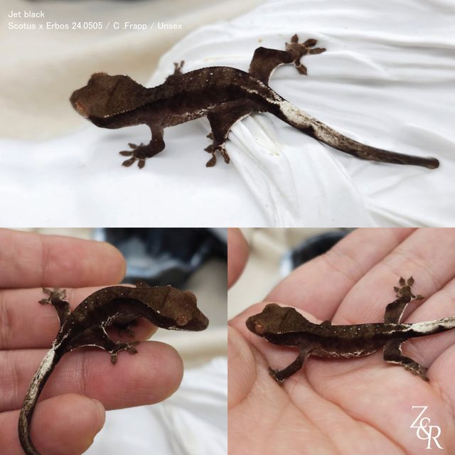 프라푸치노 팬텀 챠콜