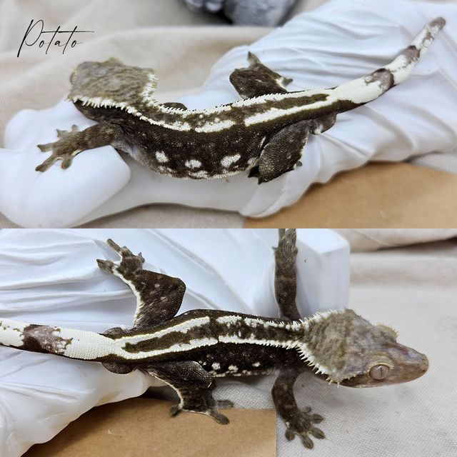 아잔틱