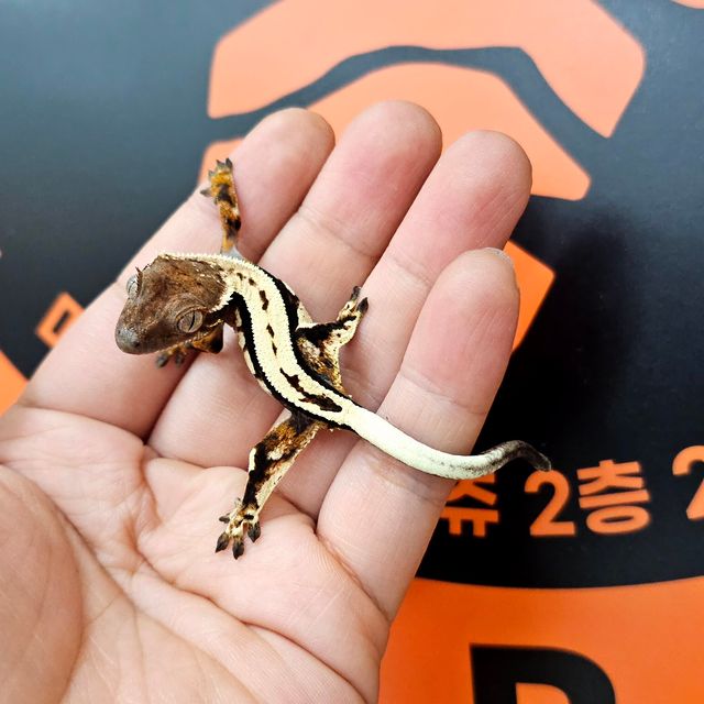 세이블
