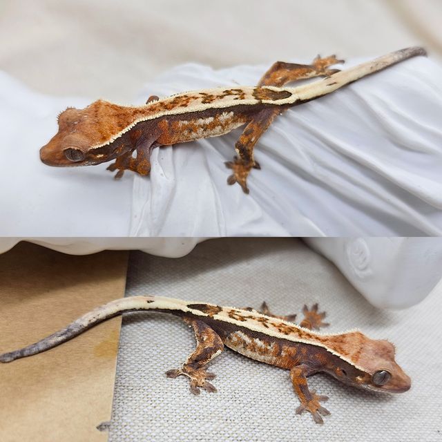 세이블