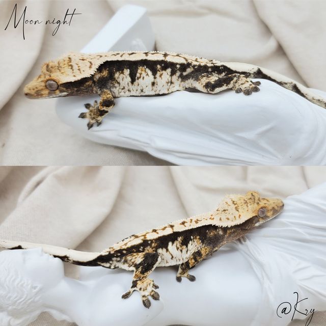 트라이 에밀리