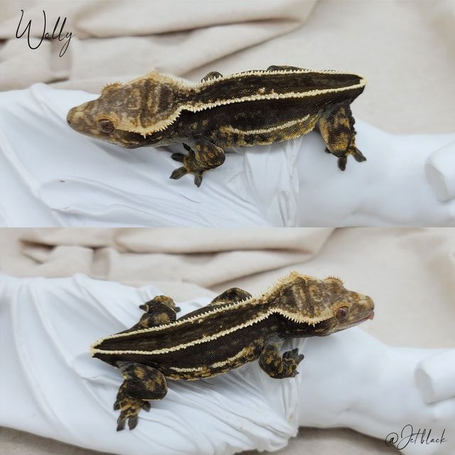 엠티백 블랙