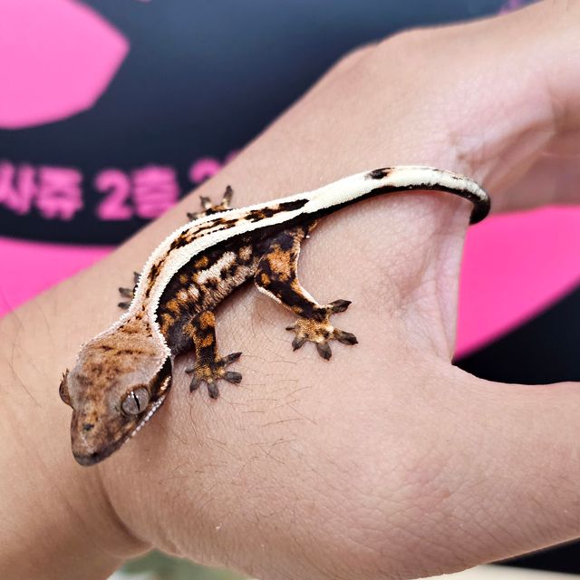 세이블
