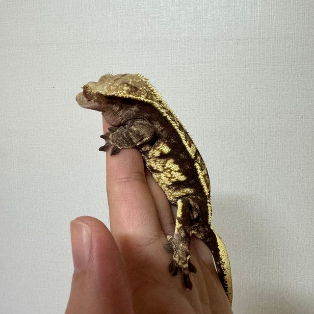 100%헷아잔틱
