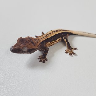 260503깜디x체리