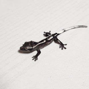 아잔틱