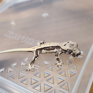 릴리100%헷아잔틱