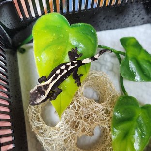 아잔틱