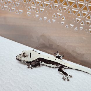 릴잔틱 아잔틱