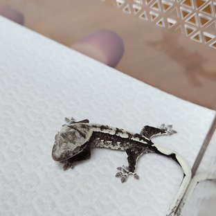 A4