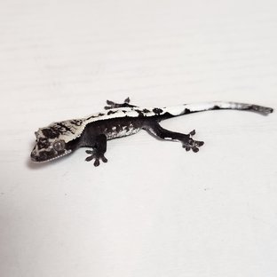 아잔틱