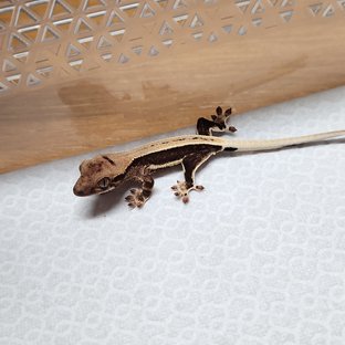 릴리100%헷아잔틱