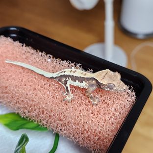 릴리 세이블 100%헷아잔틱