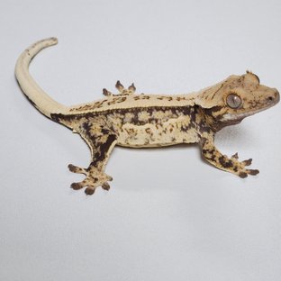 노멀 쿼드 드리피 화이트스팟