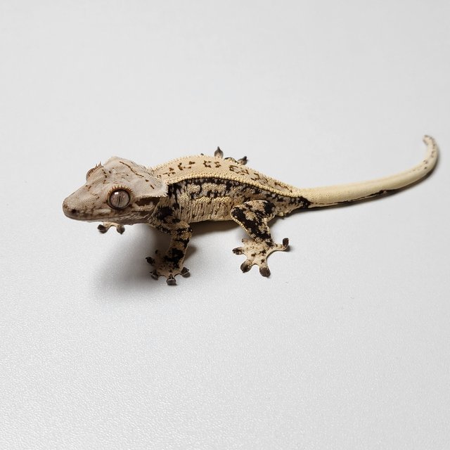 쿼드 드리피 화이트스팟