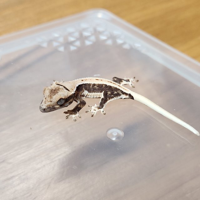 릴리100%헷아잔틱