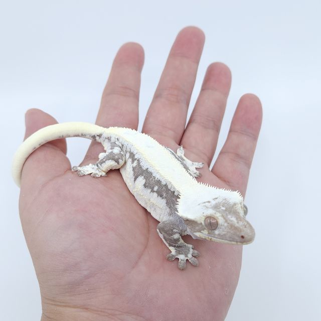 릴잔틱
