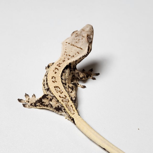 쿼드 드리피 화이트스팟