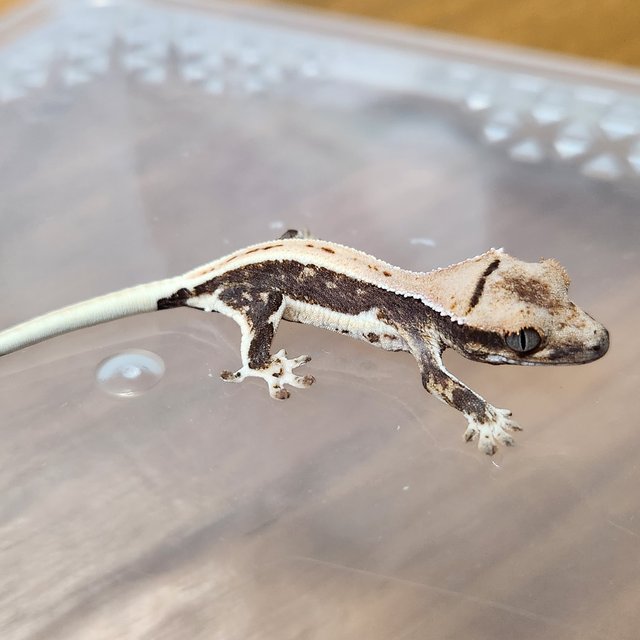 릴리100%헷아잔틱