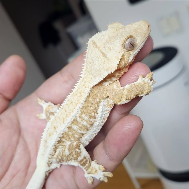 릴리100%헷아잔틱