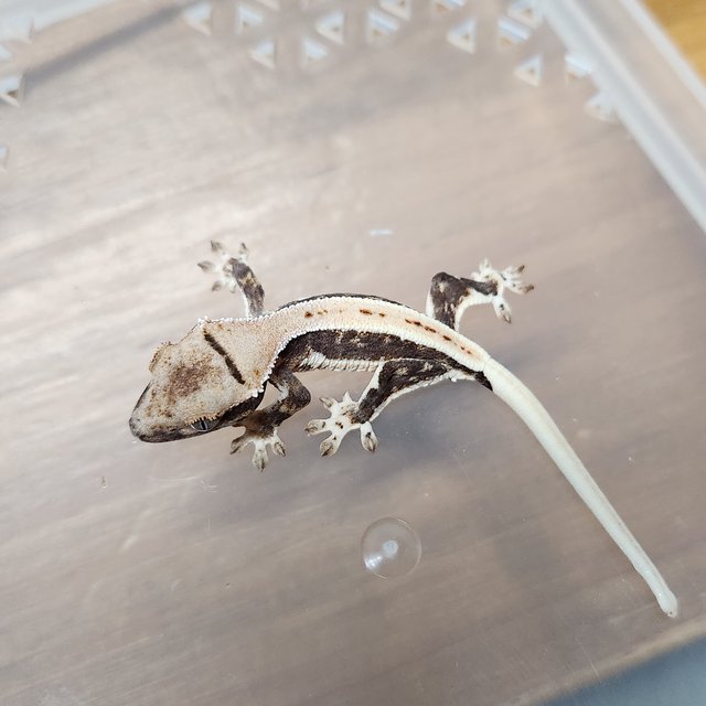 릴리100%헷아잔틱