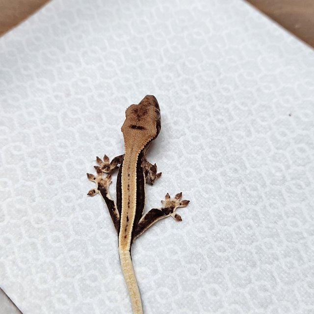 릴리100%헷아잔틱