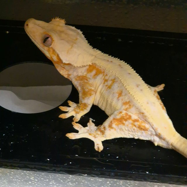 크림시클 릴리화이트 크림