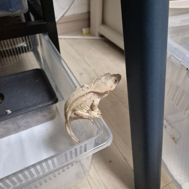 팬텀