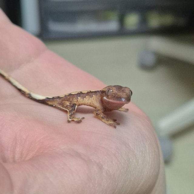 크림 크림시클 옐로우