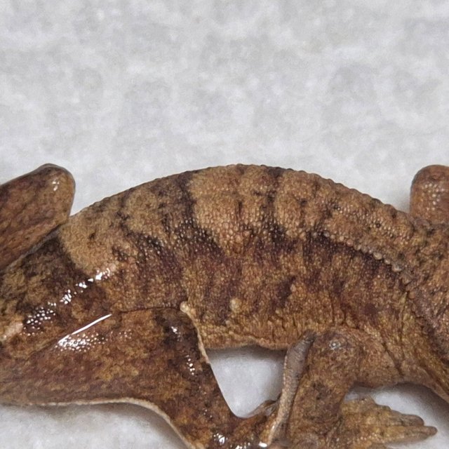 벅스킨 브린들 팬텀 옐로우 크림