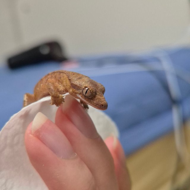 벅스킨 브린들 팬텀 옐로우 크림