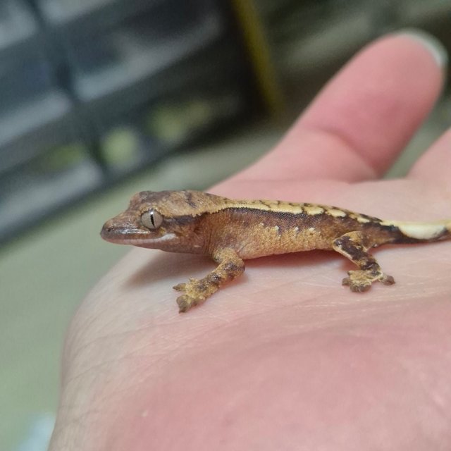 크림 크림시클 옐로우