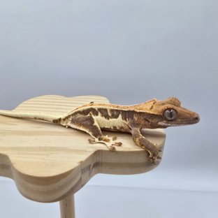 트라이 릴리화이트