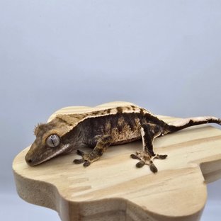 노멀 트라이 익스트림할리퀸